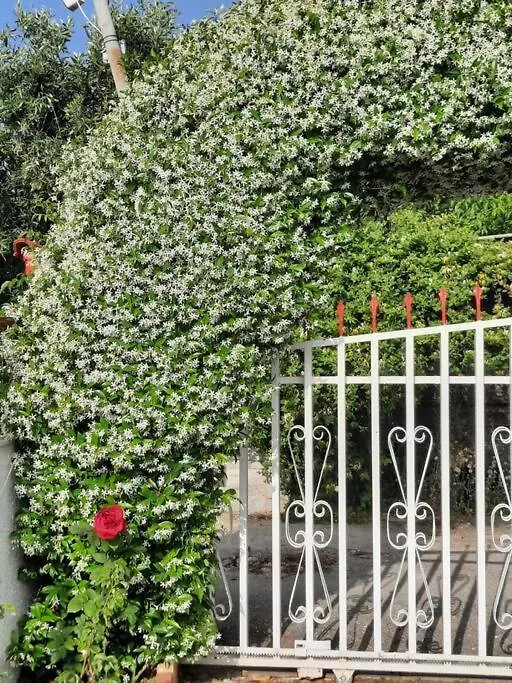 Semesterbostad Casa Olena Villa Nea Poteidaia